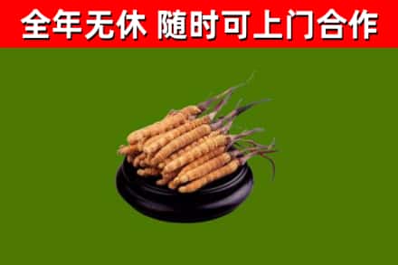 大兴安岭回收散虫草