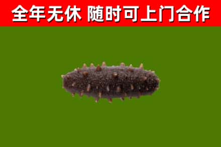 大兴安岭回收海参干